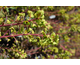 Euphorbia amygdaloides Ruby Glow ®