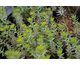 Euphorbia Blue Haze