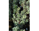 Euphorbia characias Silver Edge