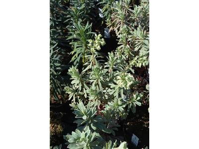 Euphorbia characias