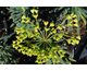 Euphorbia characias ssp. wulfenii Shorty