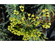 Euphorbia characias ssp. wulfenii