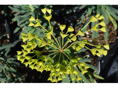 Euphorbia characias ssp. wulfenii