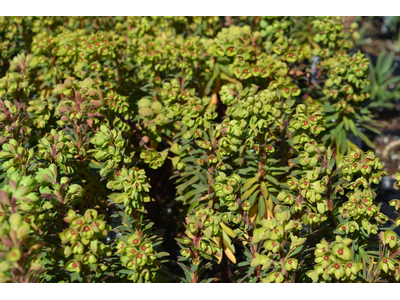 Euphorbia martinii