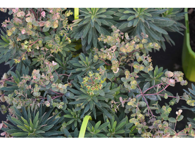 Euphorbia characias