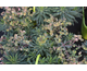 Euphorbia characias Red Wing