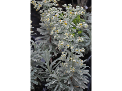 Euphorbia characias