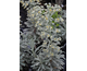 Euphorbia characias Silver Swan