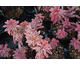 Euphorbia amygdaloides Frosted Flame ®