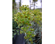 Euphorbia characias Blue Wonder