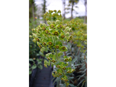 Euphorbia characias