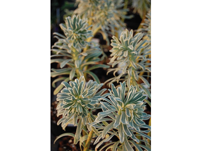 Euphorbia characias