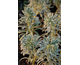 Euphorbia characias Glacier Blue ®