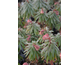 Euphorbia Charam (Red Wing) ®