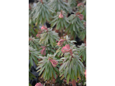 Euphorbia