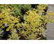 Euphorbia martinii Ascot Rainbow ®