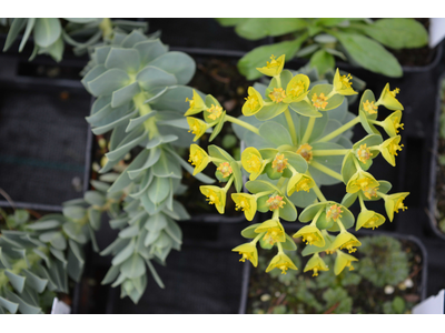 Euphorbia myrsinites