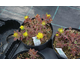 Euphorbia polycroma Bonfire ®