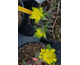Euphorbia polycroma