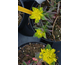 Euphorbia polycroma Purpurea