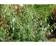 Fuchsia magellanica Alba