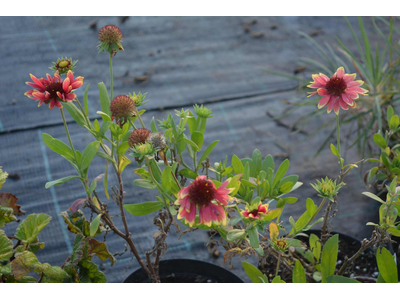 Gaillardia