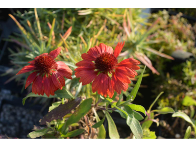 Gaillardia aristata