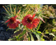 Gaillardia aristata Mesa Red