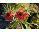 Gaillardia aristata