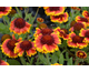 Gaillardia Barbican Yellow Red Ring