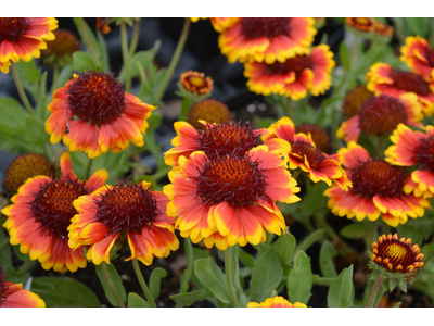 Gaillardia