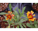 Gaillardia grandiflora Fanfare Blaze