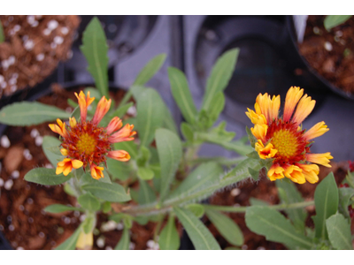Gaillardia grandiflora