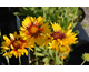Gaillardia grandiflora Sunset Sunrise ®