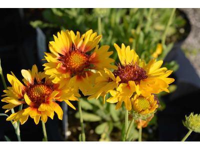 Gaillardia grandiflora