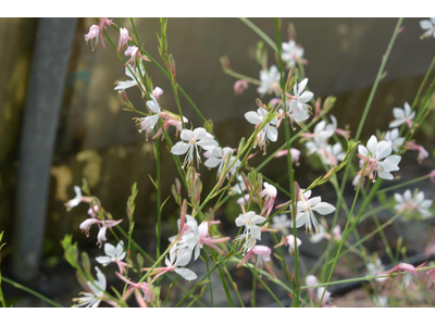 Gaura lindheimeri