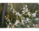 Gaura lindheimeri