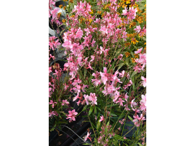 Gaura lindheimeri