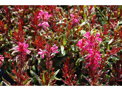 Gaura lindheimeri