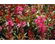 Gaura lindheimeri