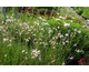 Gaura lindheimeri Sparkle White