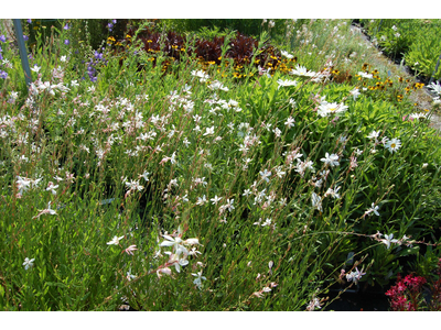 Gaura lindheimeri