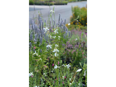 Gaura lindheimeri