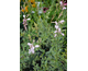 Gaura lindheimeri Corrie's Gold