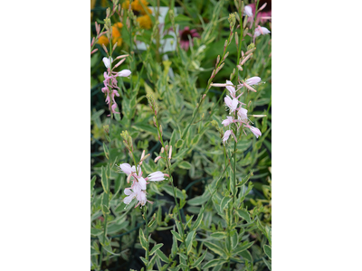 Gaura lindheimeri