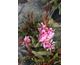 Gaura lindheimeri Flamingo Pink