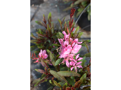 Gaura lindheimeri