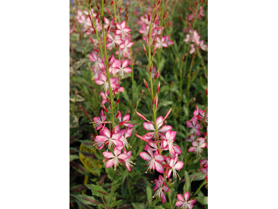 Gaura lindheimeri