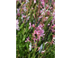 Gaura lindheimeri Giggles ® Pink Shades