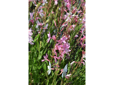 Gaura lindheimeri